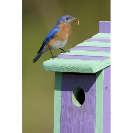 Eastern Bluebird Nest - Eastern Bluebird (Sialia Sialis) Male on Nest Box, Marion Co. IL Print Wall Art By Richard and Susan Day
