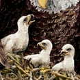 thumbnail image 3 of Bald Eagle Sculpture: Guiding Wings by The Bradford Exchange, 3 of 4