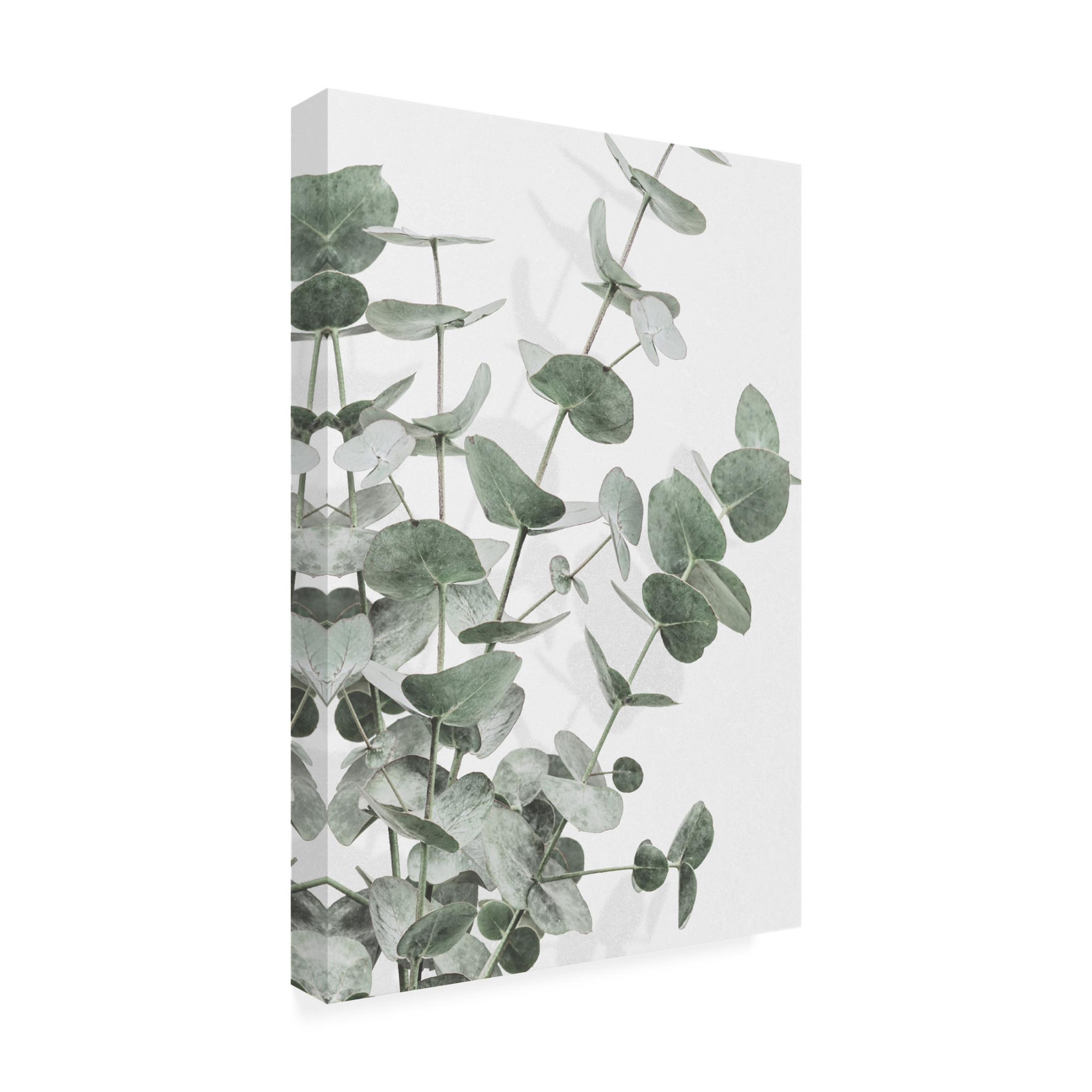 Pictufy Studio III 'Eucalyptus 3' Canvas Art - 16 x 24 Inches