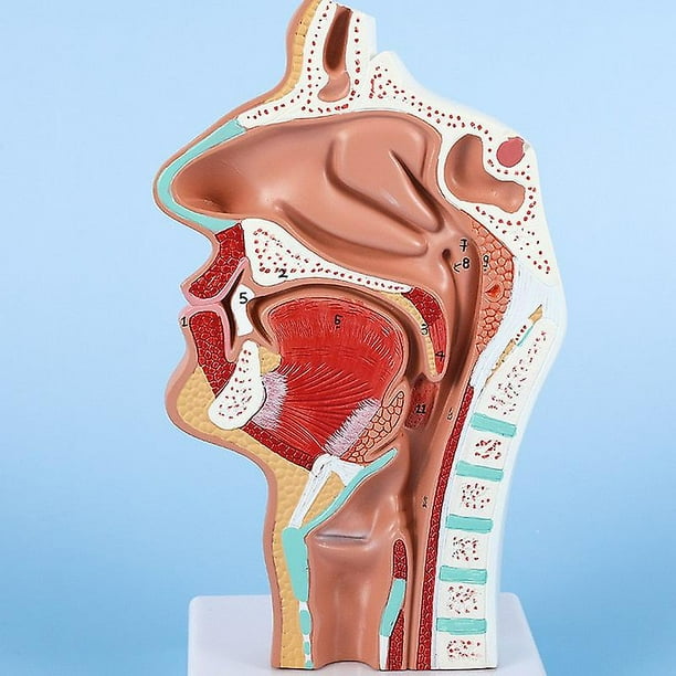 Modelo de anatomía de la cabeza YONGSHENG Modelo nasofaríngeo