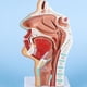 thumbnail image 1 of Modelo de anatomía de la cabeza YONGSHENG Modelo nasofaríngeo, 1 of 5