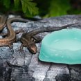 thumbnail image 4 of unbranded 2Ud Reptil De Resina Para Y Comida Con Antivuelco, 4 of 8