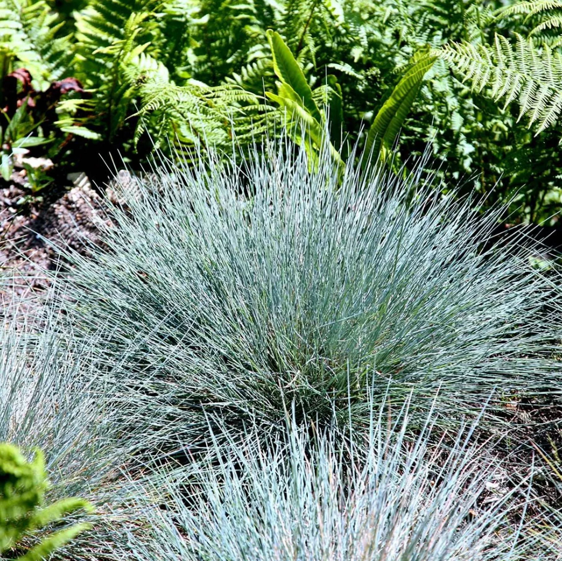 1 Pot 2 Blue Fescue Grass Plants Festuca Glauca Starter Ornamental Grasses Seedling In 4"Pot