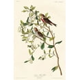 thumbnail image 2 of Audubon, John James 17x24 Black Ornate Wood Framed with Double Matting Museum Art Print Titled - Lesser Red-Poll, 2 of 4