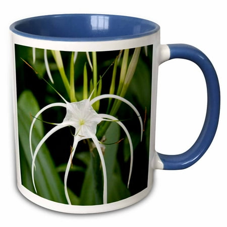 3drose, Singapore, National Orchid Garden -as32 Cmi0073 - Cindy Miller Hopkins, 11oz Two-tone Blue Mug
