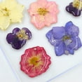 thumbnail image 3 of 20x Pressed Flowers Beautiful Violet Crafts, 3 of 9