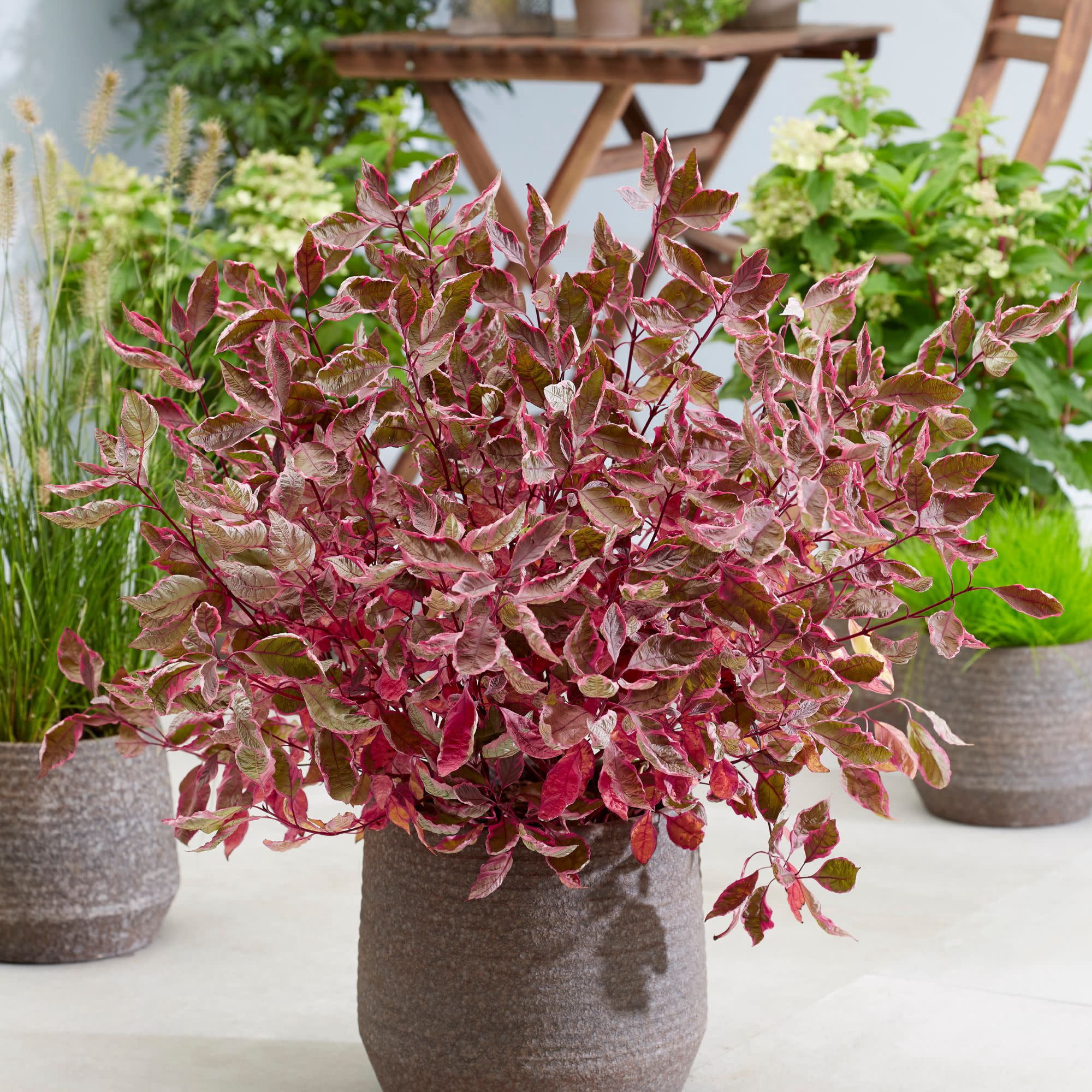 Proven Winners ColorChoice 5" Sgt. Pepper Dogwood Live Plant in 4.5" Pot (4 Count)