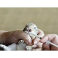 thumbnail image 5 of 100 Pack 30ml /30cc Syringe with Cap Oral Syringes without needle for Liquid Measuring, Scientific Labs, Feeding Small Pets, Medical Student, Oil or Glue Applicator-Individually Sealed, Luer Slip, 5 of 7