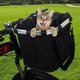 thumbnail image 3 of Cesta para Bicicleta Porta Perros Plegable Desmontable, con Cesta para Manillar de Bicicleta Ajustable Liberación Rápida Fácil de Instalar 35 CM * 27 CM * 26 CM, 3 of 5
