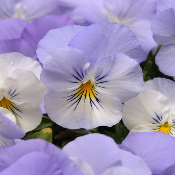 Outsidepride Pansy Cool Wave Frost - 30 Seeds