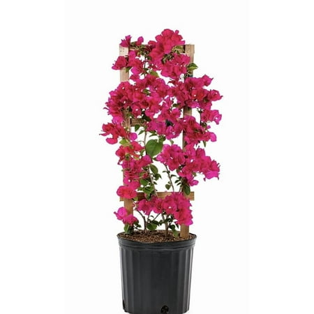 RedCrocus Bougainvillea Assorted Trellis | Vibrant, Climbing Plant for Gardens & Containers | Drought Tolerant & Attracts Pollinators 2 Gallon