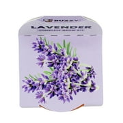 Buzzy Lavender Herb Terra Cotta Grow Kit