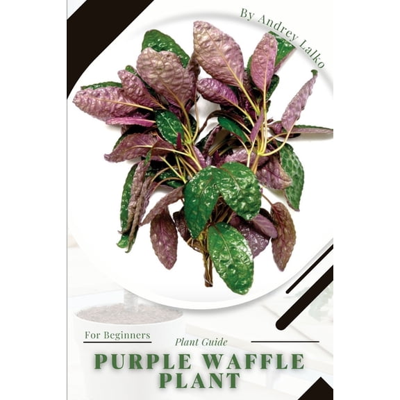 Purple Waffle Plant : Plant Guide (Paperback)