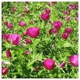 thumbnail image 1 of Everwilde Farms - 1/4 lb Purple Poppy Mallow Native Wildflower Seeds - Gold Vault Bulk Seed Packet, 1 of 3