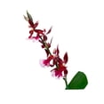 thumbnail image 4 of Planta varios modelos 1 pieza, 4 of 4