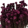 thumbnail image 2 of Vickerman 16-22" Purple Orchid Cotton Phylica Flower, 4-5 oz Bundle, Preserved, 2 of 5