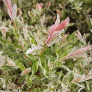 Hakuro Nishiki Dappled Willow - Live Plant - ( 2.5 QT )
