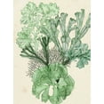 thumbnail image 2 of McCavitt, Naomi 12x14 White Modern Wood Framed Museum Art Print Titled - Seaweed Composition I, 2 of 4