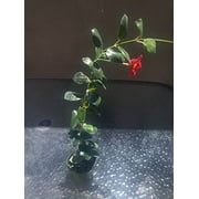Mandevilla Dipladenia 'Red Riding Hood' ~ Perennial Flowering Vine