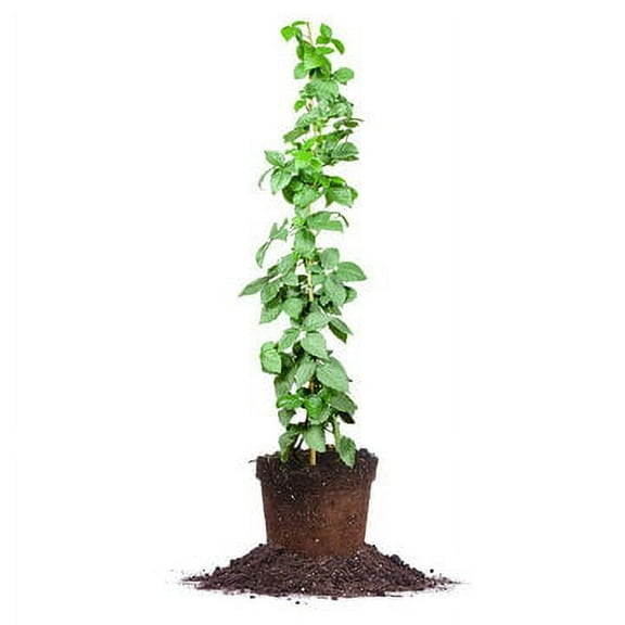 Ouachita Blackberry Bush in 1 Gal Pot, Thornless Sweet Fruit