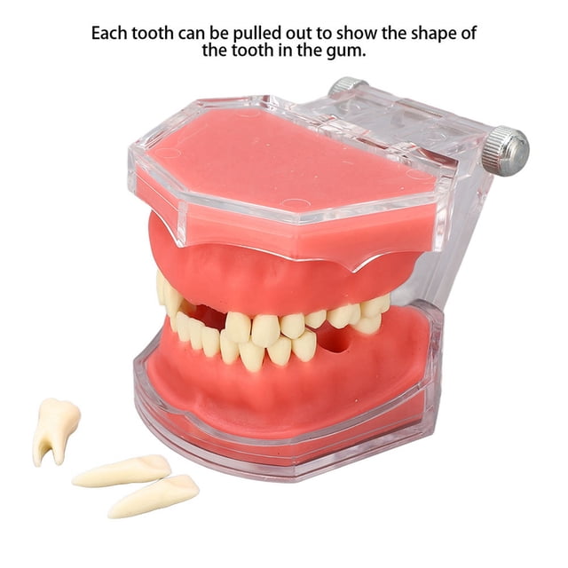 Herramienta Modelo De Encía Dientes Extraíbles Herramienta De Enseñanza De Práctica Suave Para Demostración Oral