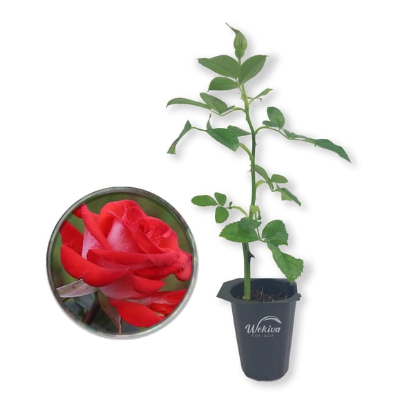 Smokin' Hot Rose Bush - 1 Live Starter Plant - Beautifully Fragrant Hybrid Tea Rose - A Versatile Beauty with Colorful Red Blooms