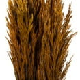 thumbnail image 3 of Vickerman 36" Autumn Plume Reed Bundle (15-20 stems), Preserved, 3 of 5