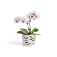 thumbnail image 1 of Maceta de Cerámica para Orquídeas Fayoula Fayoula 14 cm con Orificios de Drenaje, 1 of 8