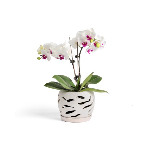 Maceta de Cerámica para Orquídeas Fayoula Fayoula 14 cm con Orificios de Drenaje