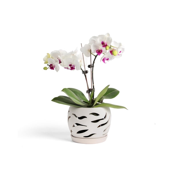 Maceta de Cerámica para Orquídeas Fayoula Fayoula 14 cm con Orificios de Drenaje