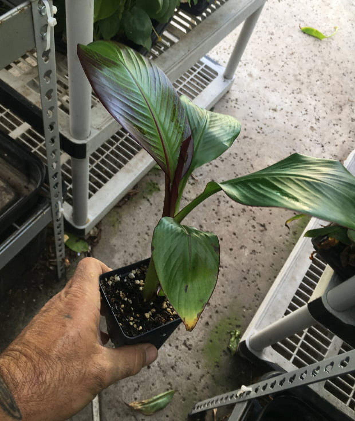 Ensete Maurelii – Red Abyssinian Banana – Cold Hardy Tropical Banana Plant