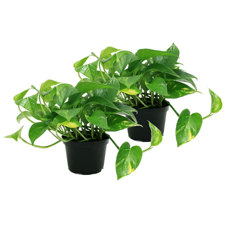 Delray Plants Pothos (Epipremnum aureum) Easy to Grow Live House Plant, 6-inch Black Grower’s Pot,