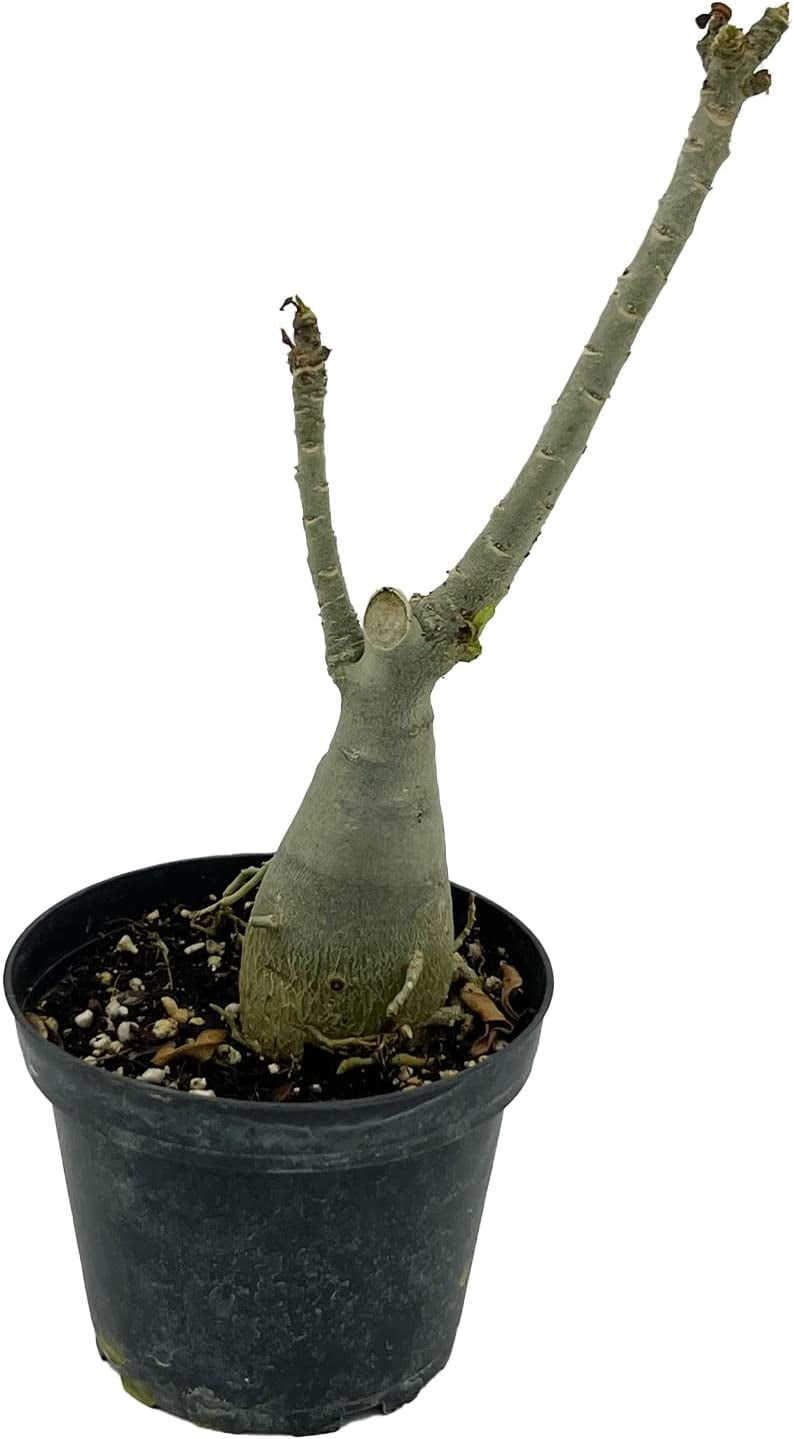 ragnaroc Adenium Obesum Desert Rose Succulent Live Plant - Thumbnail 5