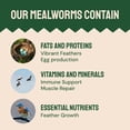 thumbnail image 4 of Gusanos de la harina secos Hatortempt 816 g, alimento para aves alto en proteína, 4 of 9