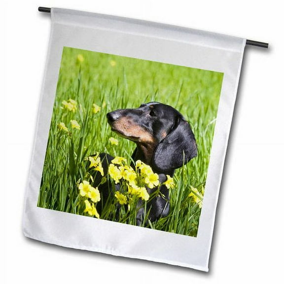 3dRose, A Dachshund dog - US05 ZMU0310 - Zandria Muench Beraldo, 18 x 27 inch Garden Flag