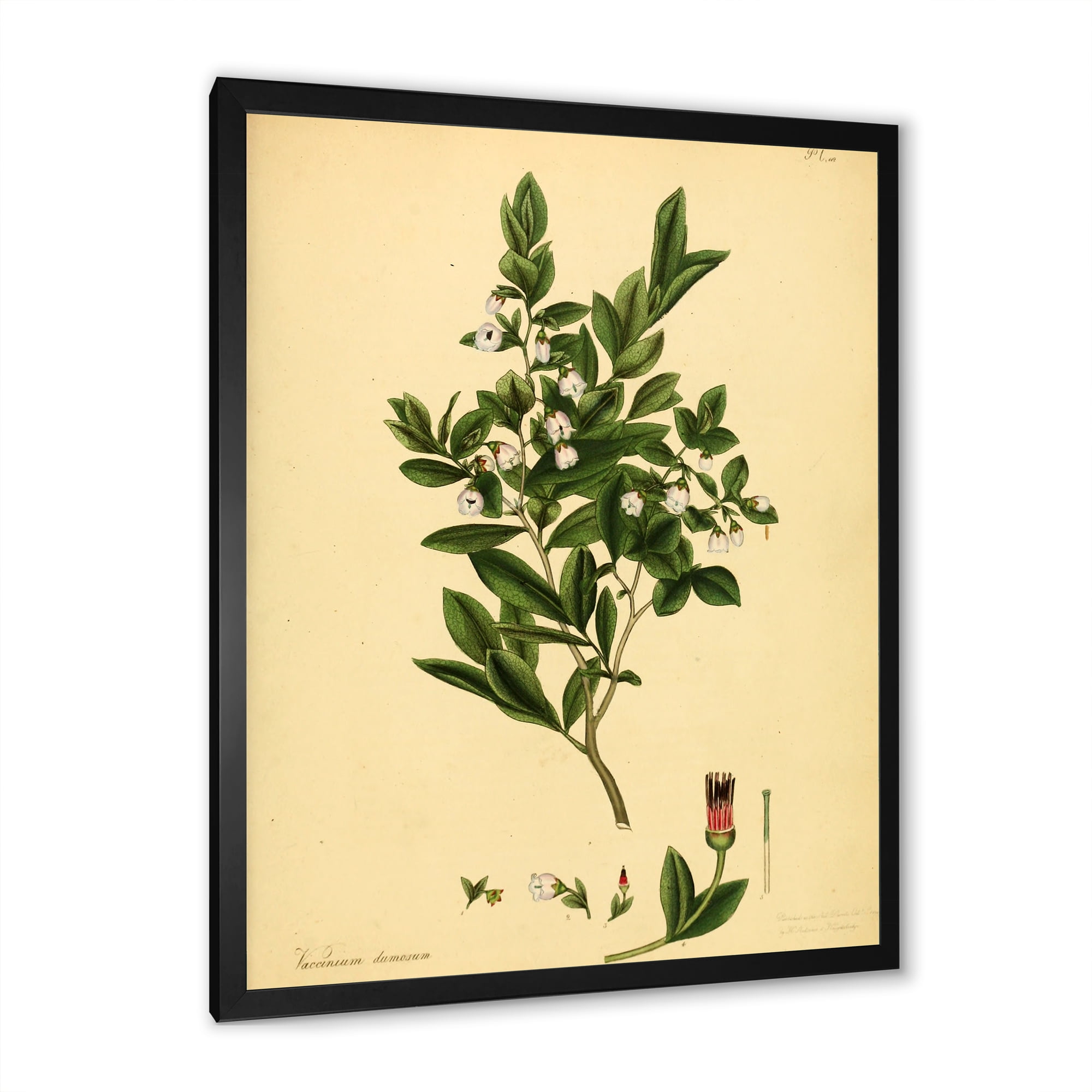Designart 'Ancient Plant Life XXV' Traditional Framed Art Print