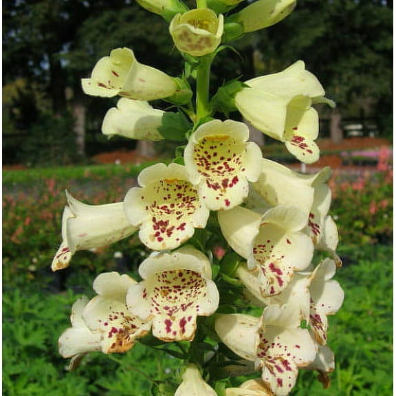 Camelot Cream Foxglove - Digitalis - Hardy Perennial - Live Plant - Quart Pot