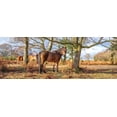 thumbnail image 2 of Frank, Assaf 14x8 White Modern Wood Framed Museum Art Print Titled - Horse in forest, 2 of 4