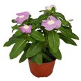thumbnail image 2 of planta natural vinca 31.8 x 12.6 cm maceta de plástico, 2 of 6