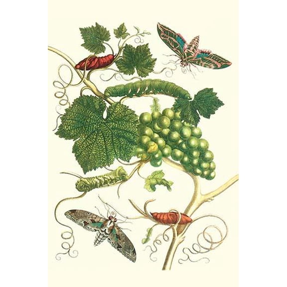 Grapevine with Vine Sphinx-Fine Art Canvas Print (20" x 30")