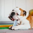 thumbnail image 2 of Palillo de dentición con forma de pepino para perros, limpiador bucal para mascotas, gel para aliviar las mordeduras de perros, juguetes interactivos resistentes a las mordeduras para mascotas (verde), 2 of 5