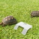thumbnail image 4 of Plataforma para tomar el sol para tortugas, área para tomar el sol en el muelle para tortugas del acuario con ventosa fuerte, 4 of 8