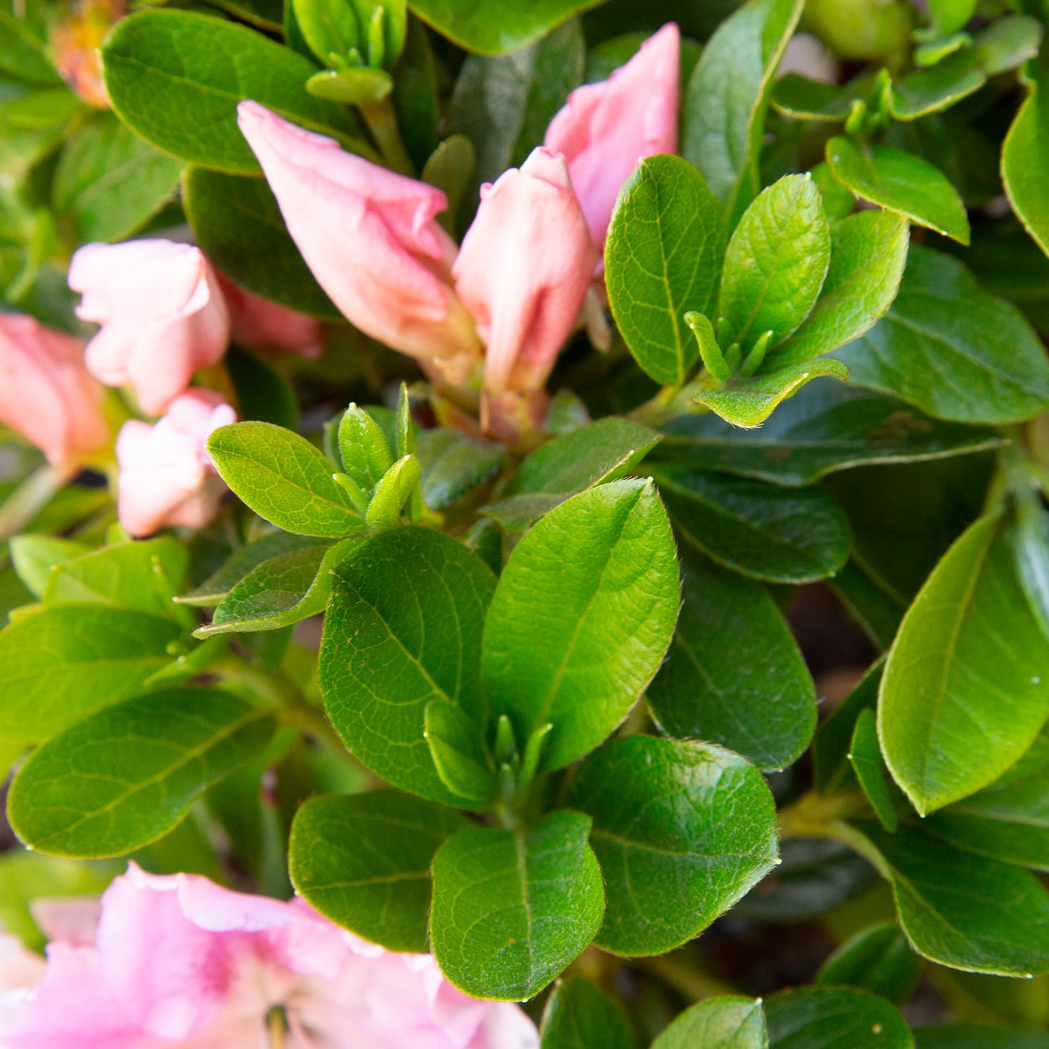 Encore Azalea Autumn Sweetheart (1 Gallon) Pink and White Flowering Shrub - Full Sun Live Outdoor Plant