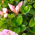 thumbnail image 6 of Encore Azalea Autumn Sweetheart (1 Gallon) Pink and White Flowering Shrub - Full Sun Live Outdoor Plant, 6 of 13