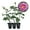 3 Plants, variant on Arctic Blue Rose Bush - Live Starter Plant in a 2 Inch Pot - Beautifully Fragrant Rose from Florida - A Versatile Beauty with a Rich Fragrance