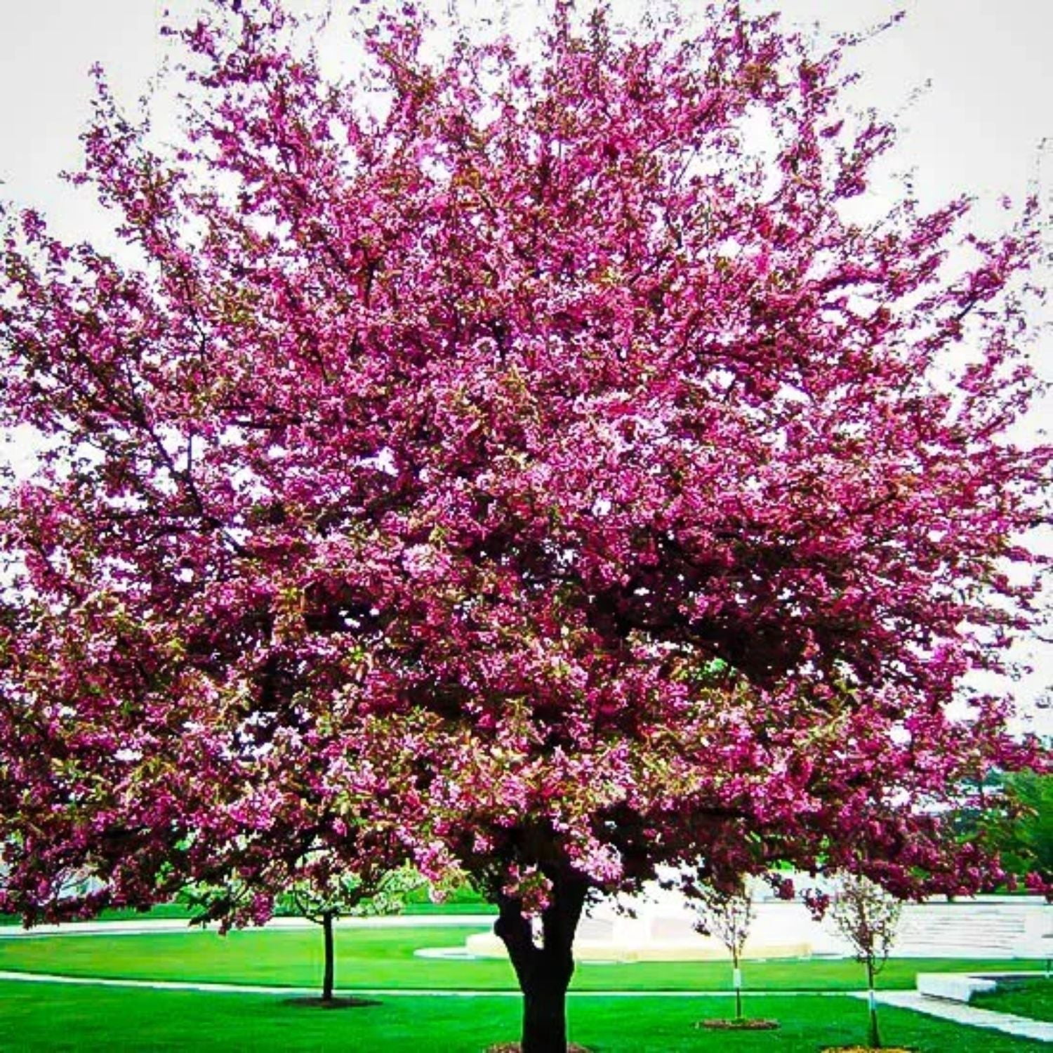 Expert Gardener 1-2 ft tall Profusion Crabapplee Live Tree in 1-Gallon Grower Pot