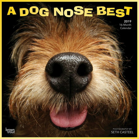 2019 Dog Nose Best Wall Calendar, by BrownTrout