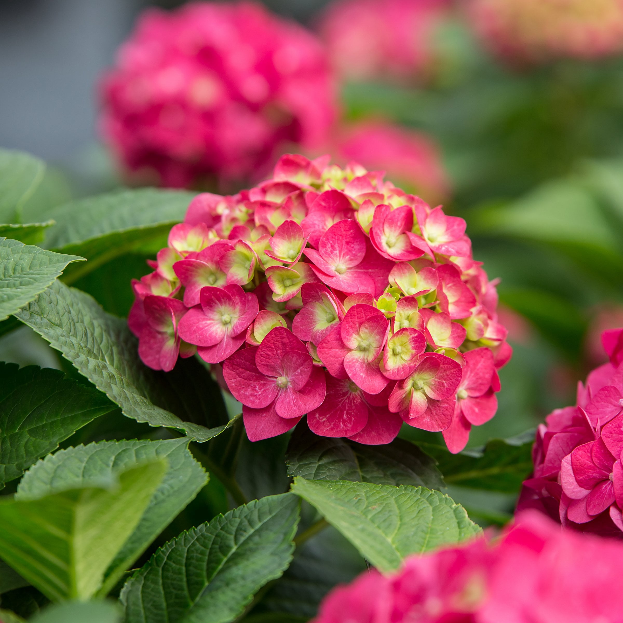 National Plant Network 1 gal. Hydrangea Endless Summer Summer Crush