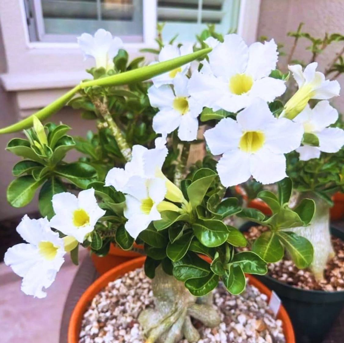 Set 2 White Desert Rose Live Plants 4-6 Inch Tall, Adenium Obesum Plants, White Flowering Succulent for Indoor Outdoor