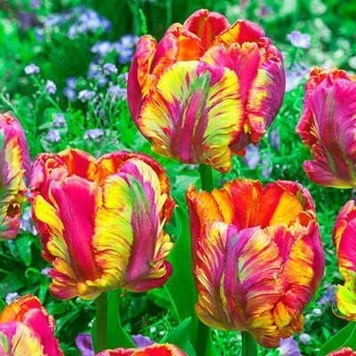 Rainbow Parrot Tulip Bulbs for Planting - Easy to Grow Perennial Tulips (25 Bulbs)